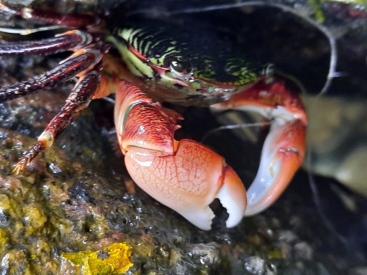 Striped Shore Crab