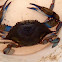 Blue Crab