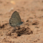 Common Lineblue (male)