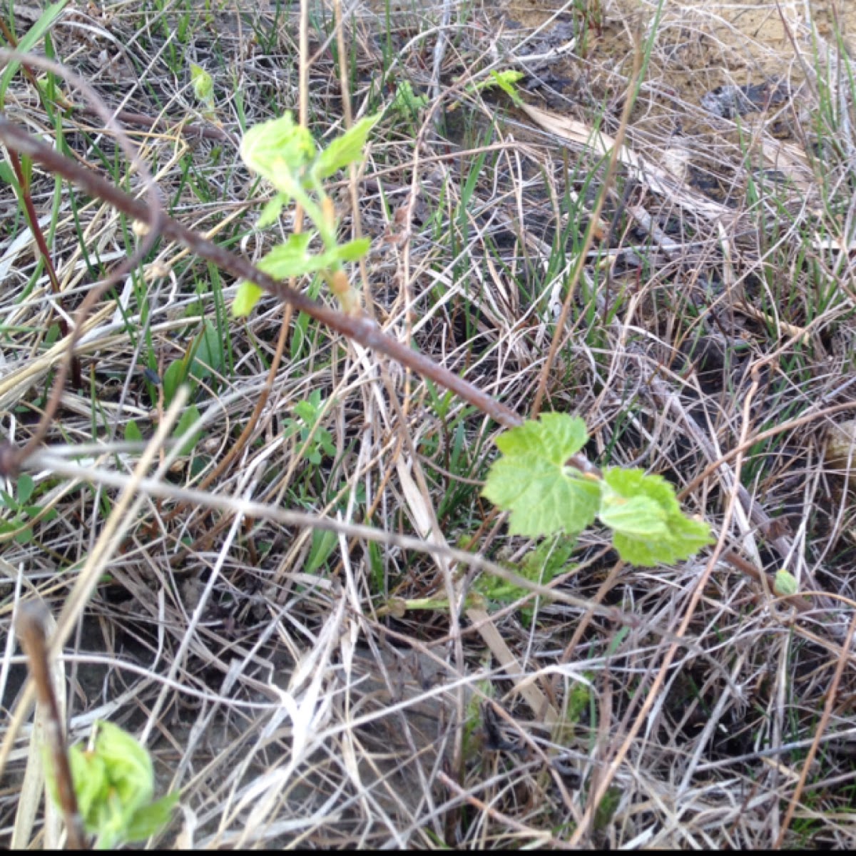 Wild raspberry