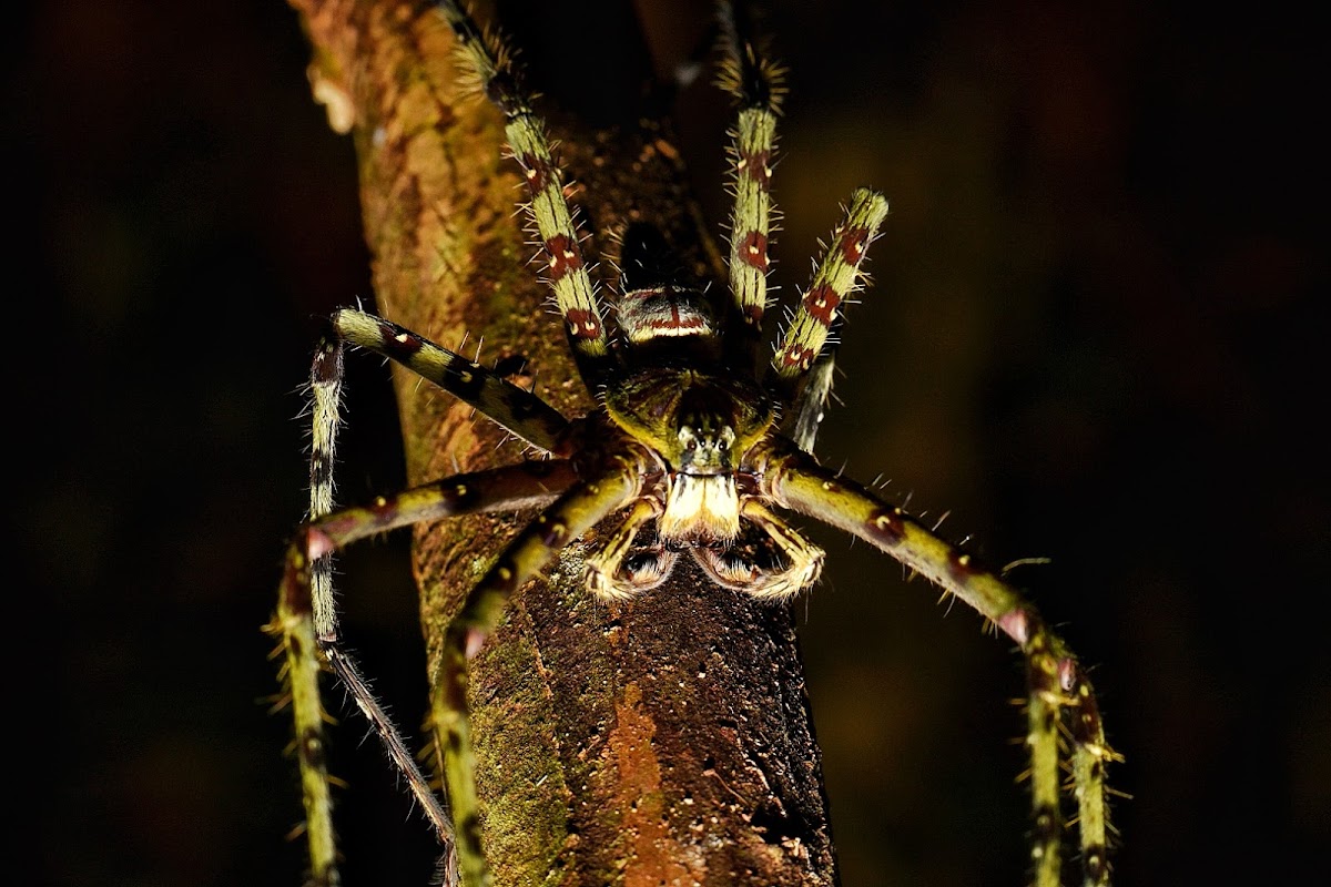 Giant tree trunk huntsman