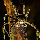 Giant tree trunk huntsman