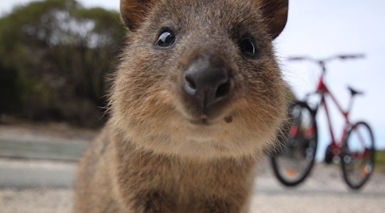 Quokkas have been dubbed 'the world's happiest animals'