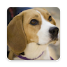 Dog Breeds - Dog Images, Video icon