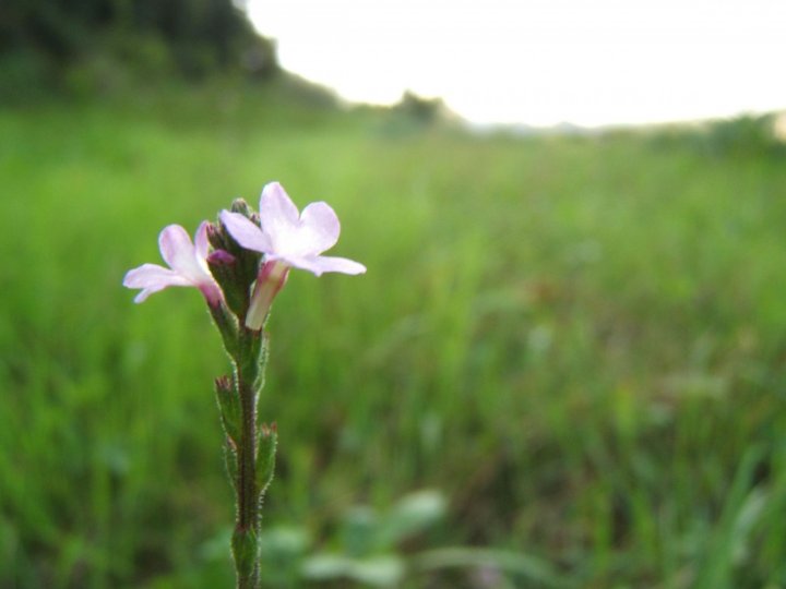 Asso di Fiori di lauretta