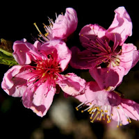 Rosa Primavera di 