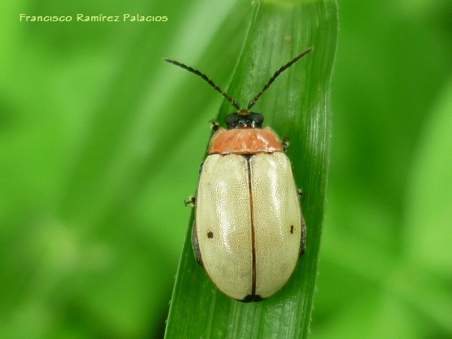 Alagoasa bipunctata ssp. bipunctata