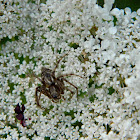 Oxyopes lynx spiders