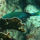 Yellowtail Parrotfish (terminal phase)