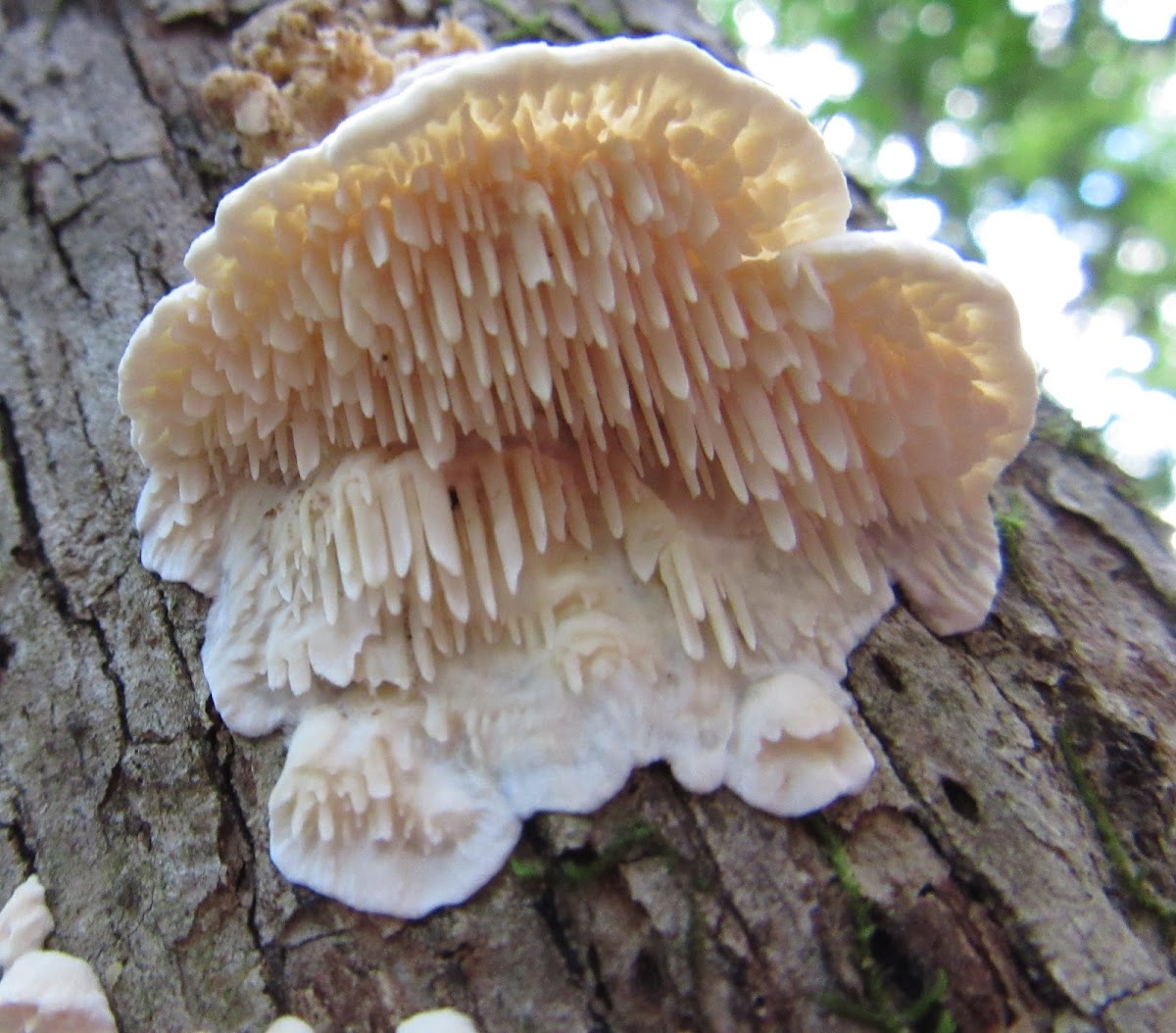 Milk-white Toothed Polypore