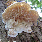 Milk-white Toothed Polypore