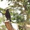 Western Banded Snake-eagle