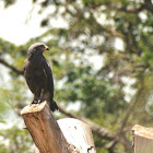 Western Banded Snake-eagle