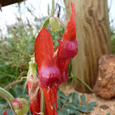 Sturt's Desert Pea