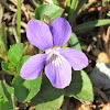 Wood Violet