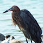 Reddish Egret