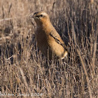 Wheatear