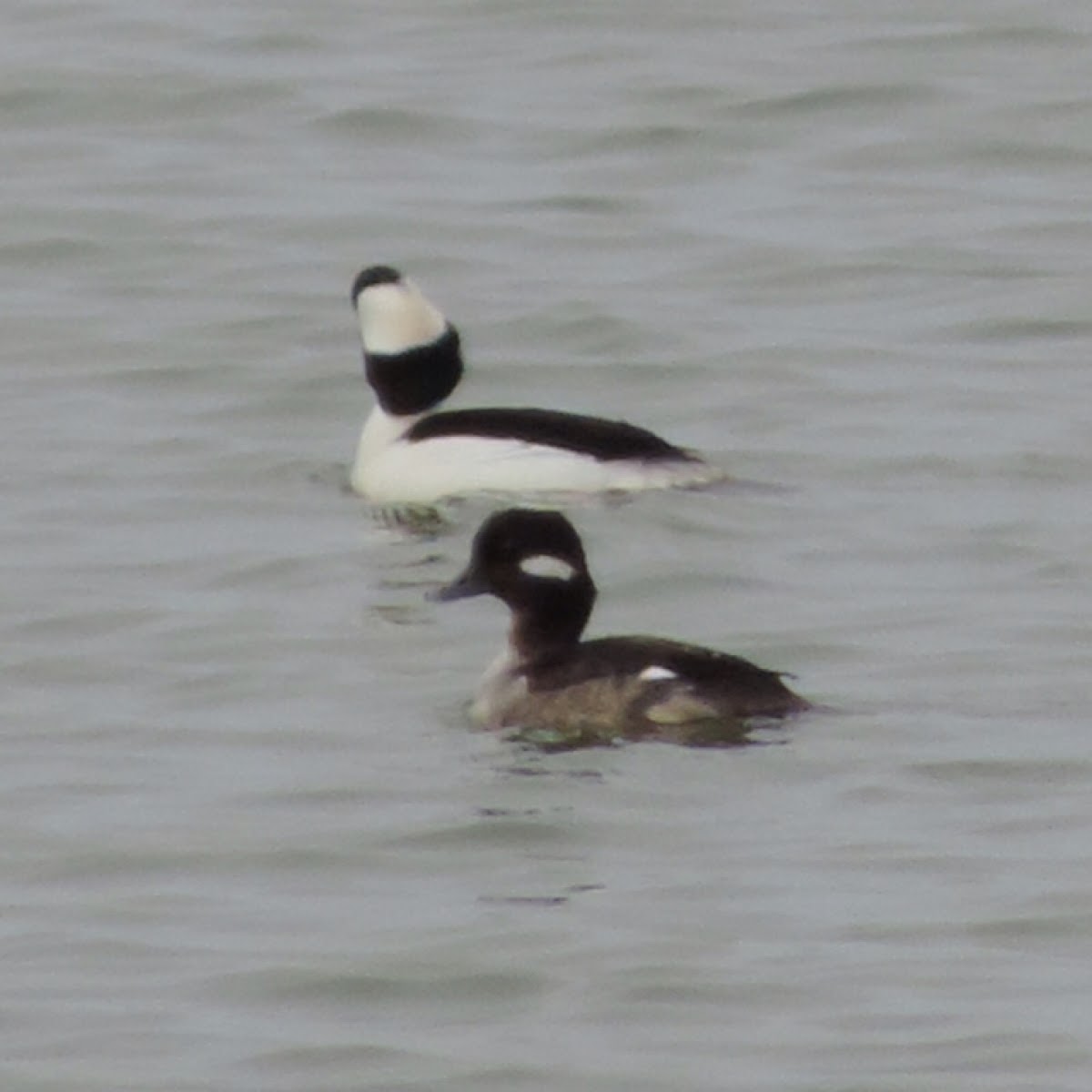 Bufflehead