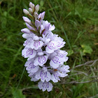 Moorland Spotted Orchid