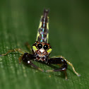 Jumping Spider