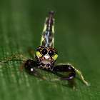 Jumping Spider