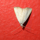 Erebid Moth