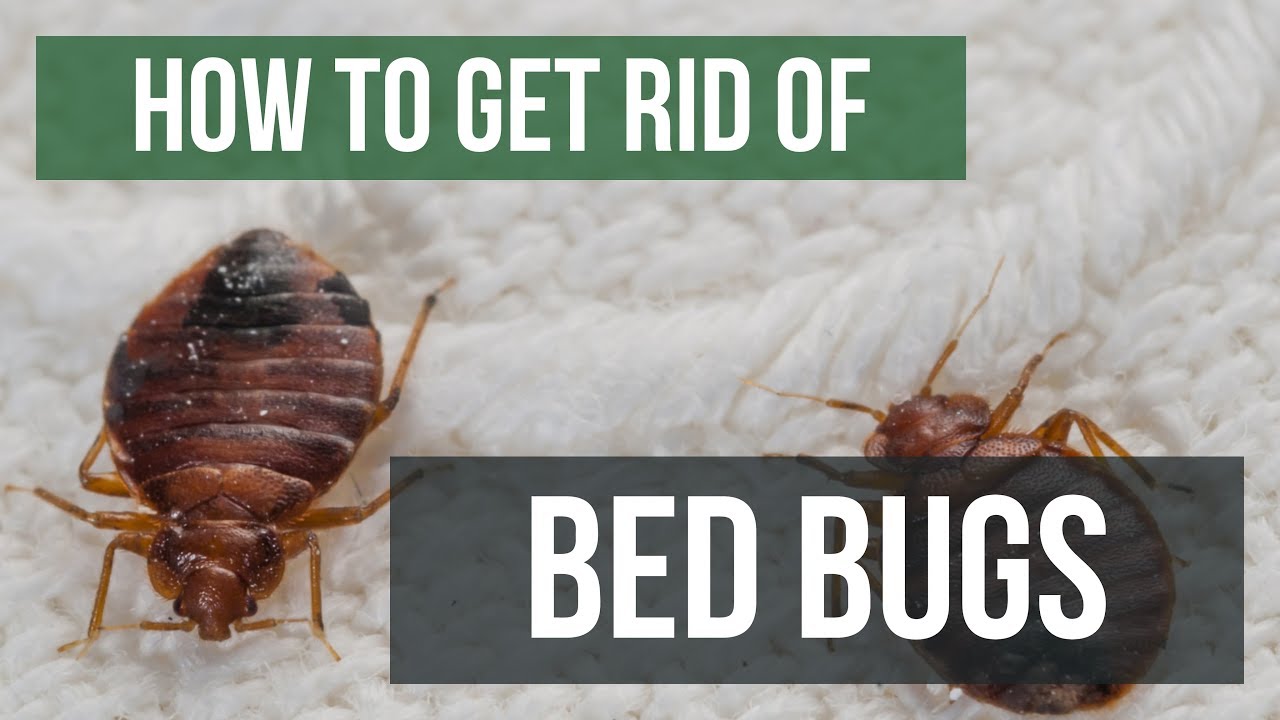 Other Ways of Getting Rid of Bed Bugs