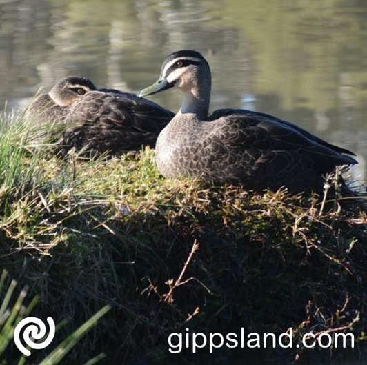 Duck hunters help in the conservation of the wetlands, ensuring its wetland species sustainability