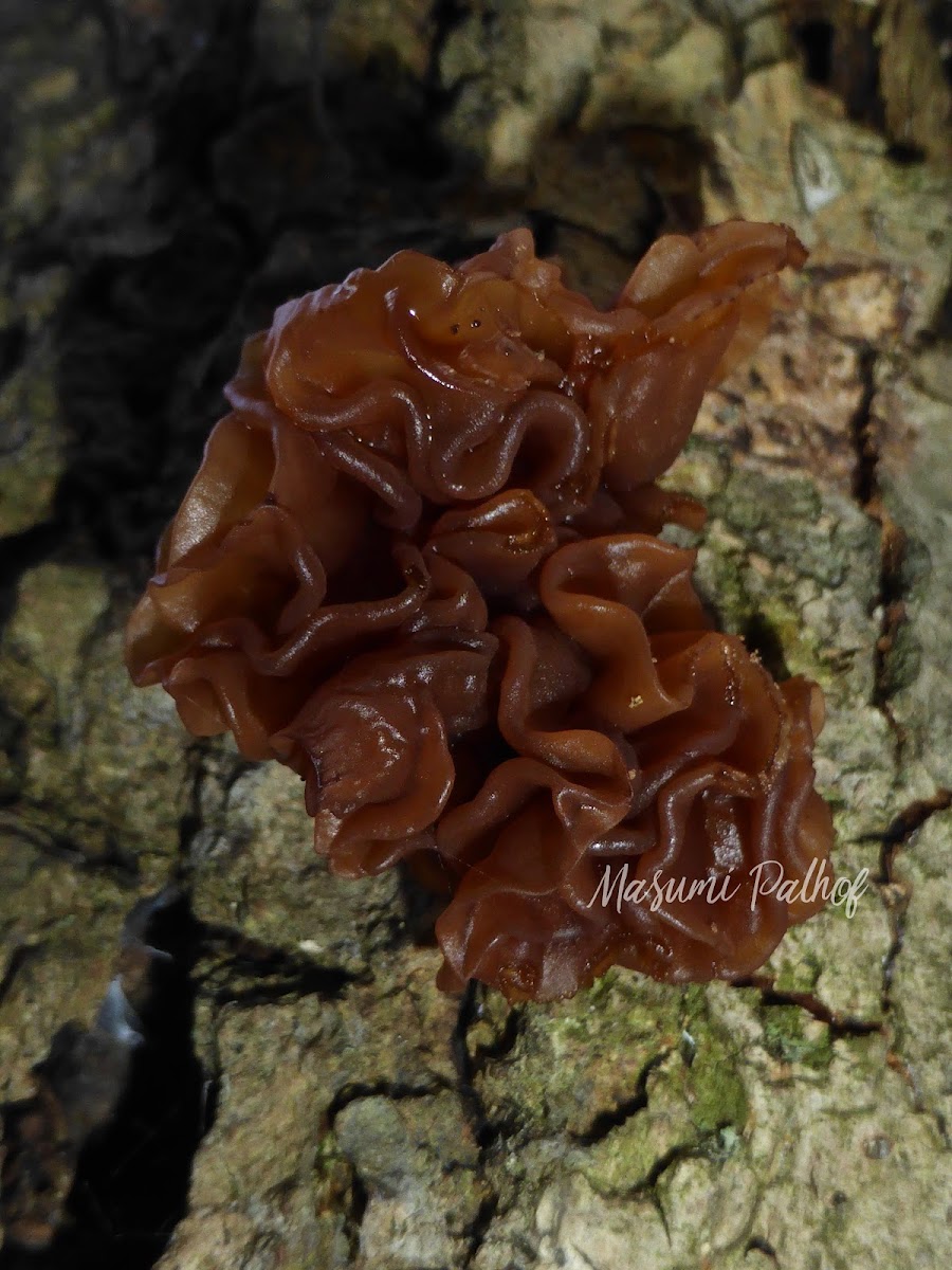 Jelly Fungus