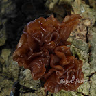 Jelly Fungus