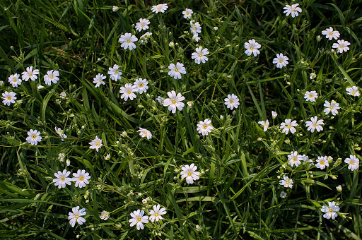 Stellaria holostea