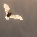 Daubenton's bat