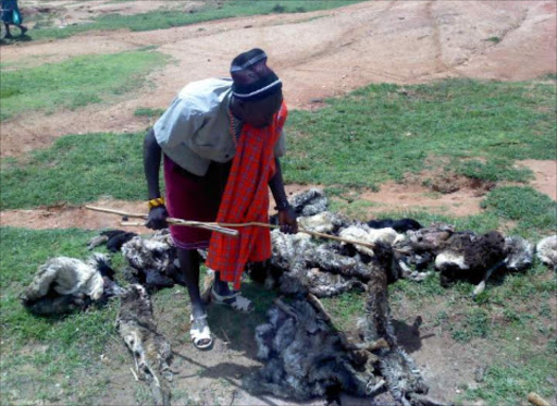 ANNIHILATED: A moran inspects some of the carcasses of the 105 sheep belonging to Kakono Leseketeti which were killed by a leopard on Wednesday night at Chumvi village in Laikipia East.Photo/Kings Waweru