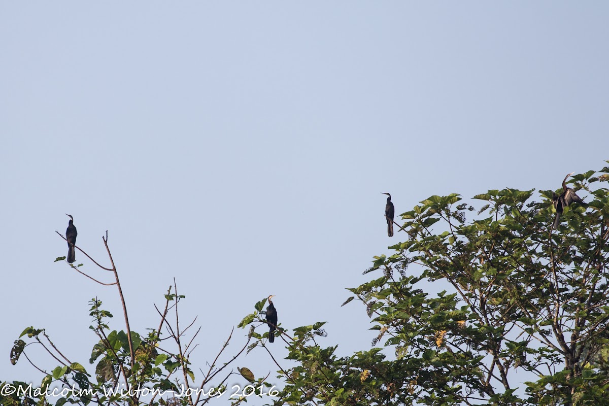 Oriental Darter