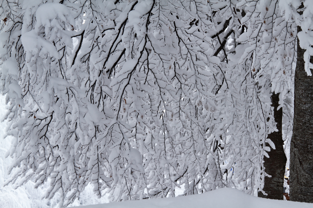 Sommerso dalla neve di Damiano