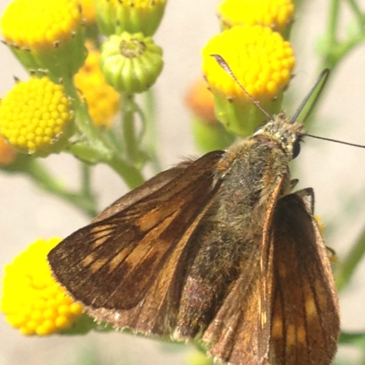 Large skipper