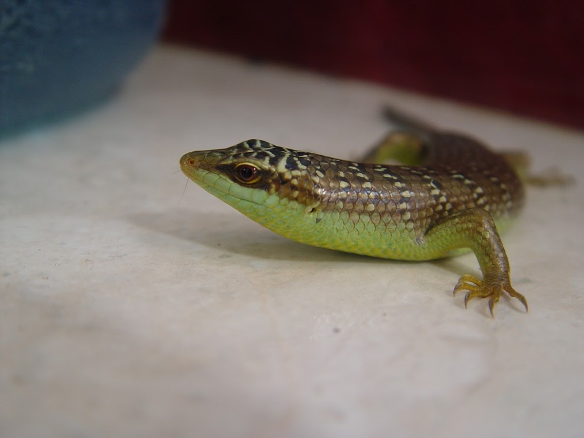 Olive Tree Skink