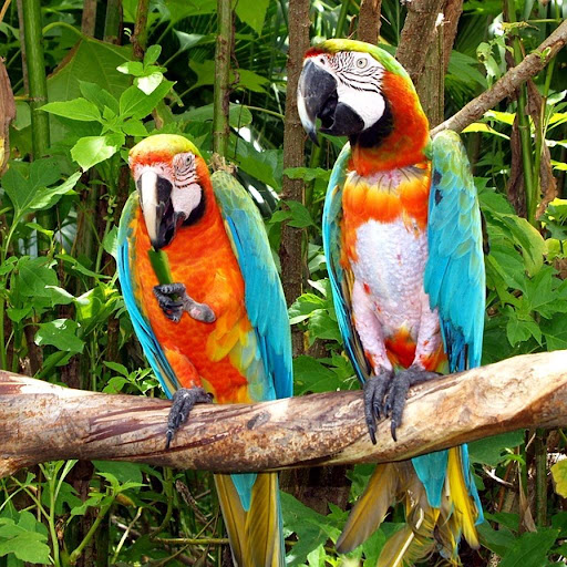 Colorful birds Wallpapers