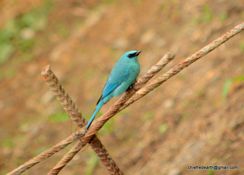 verditer flycatcher