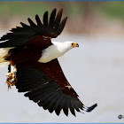 African Fish Eagle