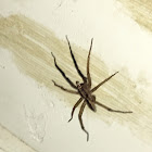 Rabid wolf spider