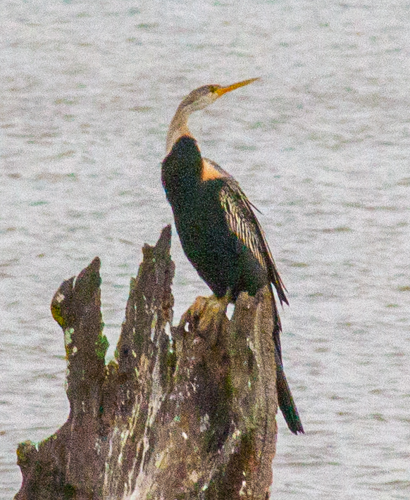 Oriental Darter