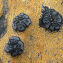 Orange Boulder Lichen