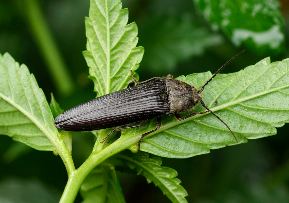 Click Beetle