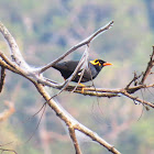 Common Hill Myna