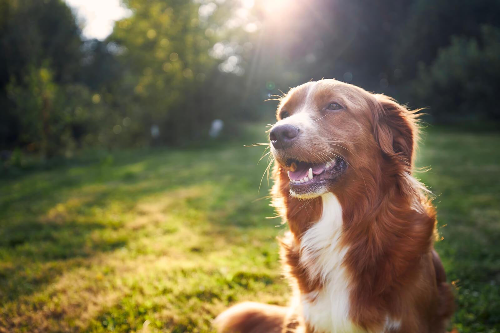 Why Do Dogs Lay in the Sun? 5 Key Health Benefits