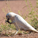 Little Corella