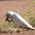 Little Corella