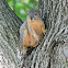 Fox Squirrel