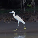 Snowy Egret